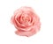 Beautiful pink rose on white. Perfect gift