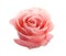 Beautiful pink rose on white. Perfect gift