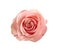 Beautiful pink rose on white, top view. Perfect gift