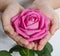 Beautiful pink rosebud