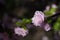 Beautiful pink rosehip flower on a blurry background