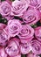 Beautiful pink roses background romantic, marriage, freshness