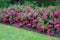 Beautiful pink roses blooming in the garden