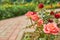 Beautiful pink roses blossom in the garden. Countryside backyard landscape