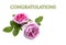 Beautiful pink roses greetings card