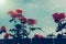 Beautiful pink roses peaking behind wooden fence with bright blue sky in background