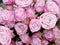 Beautiful pink roses, peony like