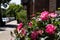 Beautiful Pink Roses during Spring along a Neighborhood Sidewalk in Astoria Queens New York