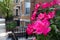 Beautiful Pink Roses during Spring along a Neighborhood Sidewalk in Astoria Queens New York
