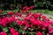 Beautiful Pink Roses at Stuyvesant Square Park during the Summer in the Gramercy Park Neighborhood of New York City