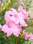 Beautiful pink Ruellia wild petunias flowers in garden with blurred background