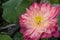 Beautiful pink Sacred Lotus flower