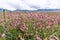 Beautiful pink Sainfoin flowers. Herbal-bean mixtures for grazing with mountains covered in snow