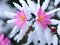 beautiful pink sakura flower in the garden with snow, Ai Generated