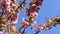 Beautiful pink sakura flowers against spring blue sky