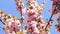 Beautiful pink sakura flowers against spring blue sky