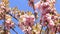 Beautiful pink sakura flowers against spring blue sky