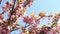 Beautiful pink sakura flowers against spring blue sky