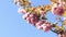 Beautiful pink sakura flowers against spring blue sky