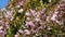 Beautiful pink sakura flowers branches on the blue sky background