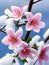 beautiful pink sakura flowers in the garden with snow, AI Generated