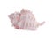 Beautiful pink sea shell isolated