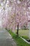 Beautiful pink ShidarezakuraWeeping Cherry blossoms on the Nicchu Line,Kitakata,Fukushima,Tohoku,Japan