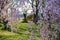 Beautiful pink ShidarezakuraWeeping Cherry blossoms at Tenshochi Park,Kitakami,Iwate,Tohoku,Japan in spring.