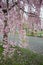 Beautiful pink ShidarezakuraWeeping Cherry on the Nicchu Line,Kitakata,Fukushima,Tohoku,Japan