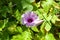 Beautiful pink single tropical flower Forest Morning Glory Ipomoea mauritiana