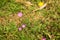 Beautiful pink small four petalled flower in focus