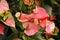 Beautiful pink spadix flower