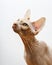 Beautiful pink sphynx cat portrait