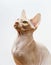 Beautiful pink sphynx cat portrait