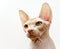 Beautiful pink sphynx cat portrait