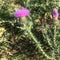 Beautiful pink spiky flowers in a field