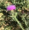 Beautiful pink spiky flowers in a field