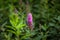 Beautiful pink spirea flower on green background closeup. Spiraea salicifolia. Rosaceae Family. Blooming spirea billardii.