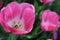 Beautiful Pink Spring Tulip Bloom