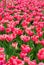 Beautiful pink springtime tulips at a local garden