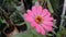 beautiful pink sunflowers that bloom on a sunny morning