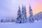 Beautiful pink sunset shine enlightens the picturesque landscapes with fair trees covered with snow.