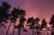 Beautiful pink sunset and silhouettes of pine trees in the foreground