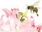 Beautiful pink tender lily flowers and honey bee. Polination