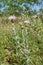 Beautiful Pink Texas Thistle blooms in field Cirsium texanum