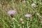 Beautiful Pink Texas Thistle blooms in field Cirsium texanum