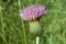 Beautiful Pink Texas Thistle blooms in field Cirsium texanum