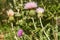Beautiful Pink Texas Thistle blooms in field Cirsium texanum with a solitary
