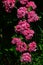 Beautiful pink to white patchy flower clusters of English Hawthorn, latin name Crataegus Laevigata, hybrid Paul`s Scarlett