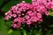 Beautiful pink to white patchy flower clusters of English hawthorn, latin name Cratageus Laevigata, hybrid Paul`s Scarlett